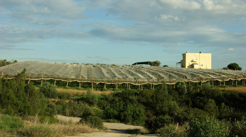 Weinbau in Zaghouan, AOC