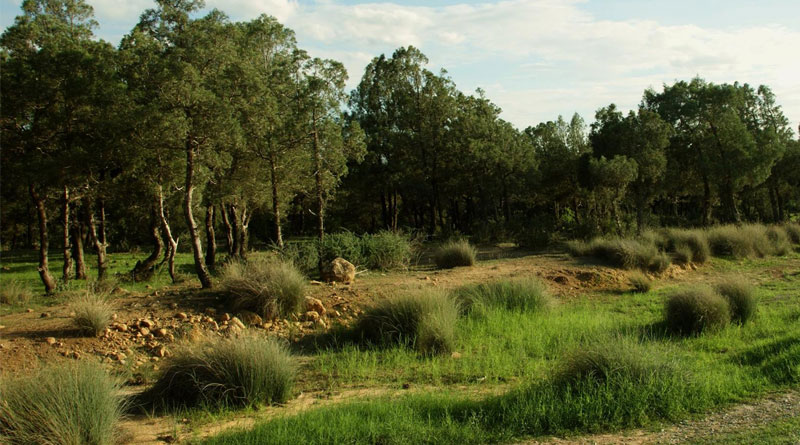 Halfagras (Stipa tenacissima), auch Espartogras genannt