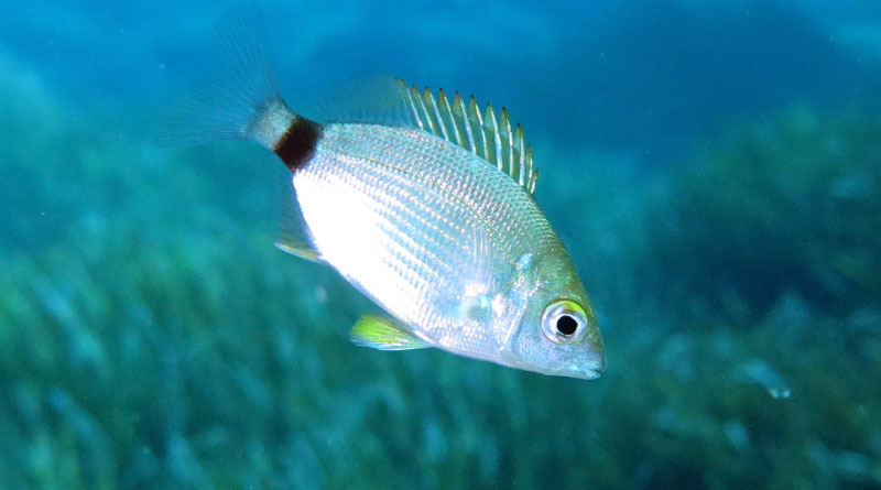 Sbares ist die tunesische Bezeichnung für die Ringelbrasse (Diplodus anularis) - Bild (Ausschnitt): Waielbi - Eigenes Werk, CC BY-SA 3.0, https://commons.wikimedia.org/w/index.php?curid=64989020